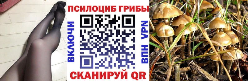 где купить наркоту  Борзя  Псилоцибиновые грибы Cubensis 